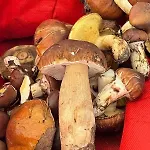 Ptasi Zakatek Tomaryny