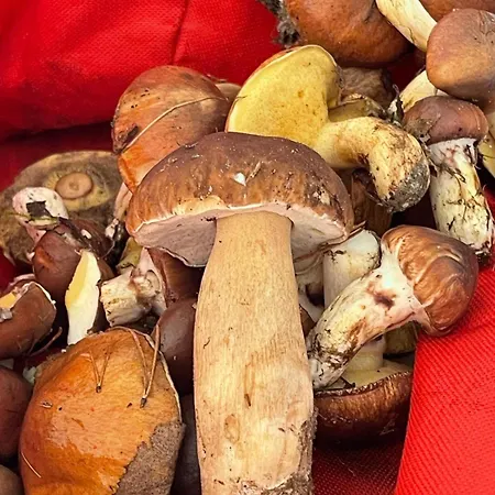 Ptasi Zakatek Tomaryny