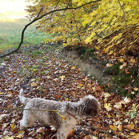 Ptasi Zakatek アパート