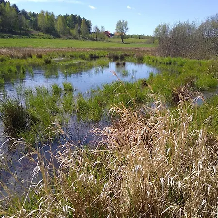 Ptasi Zakatek Tomaryny