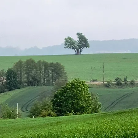 Ptasi Zakatek *